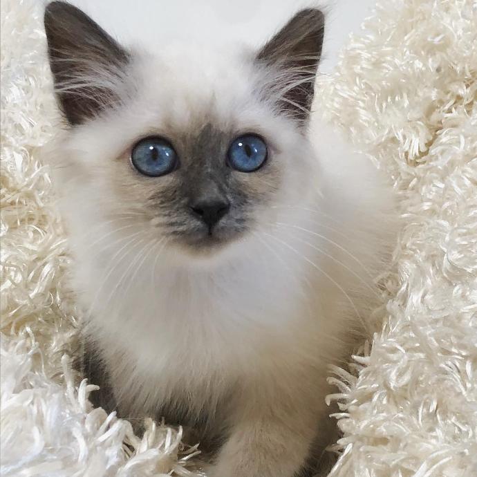 Available kittens | susanbirman